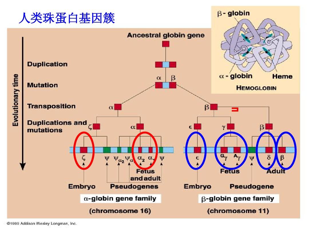 第9章 分子病与先天性代谢缺陷病刘-9